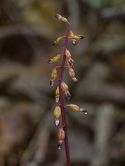 Corallorhiza odontorhiza (Autumn Coral Root orchid)