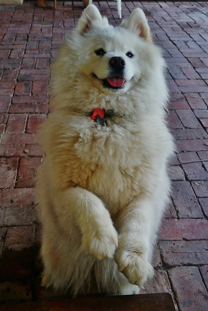 Smiling Samoyed Brewery