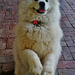 Smiling Samoyed Brewery