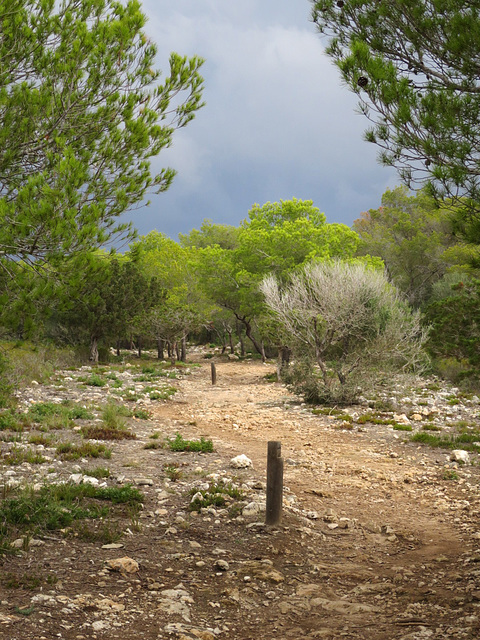 Path to Cala macarelleta