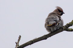 Waxwing