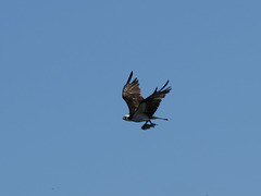 Osprey with fish