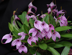 Masdevallia Charisma 'John'