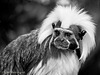 Cotton Top Tamarin