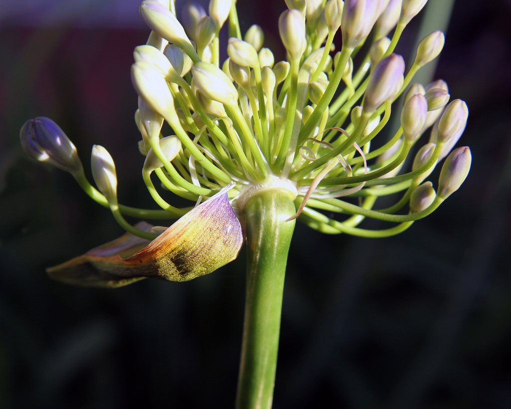 Agapanthus this morning