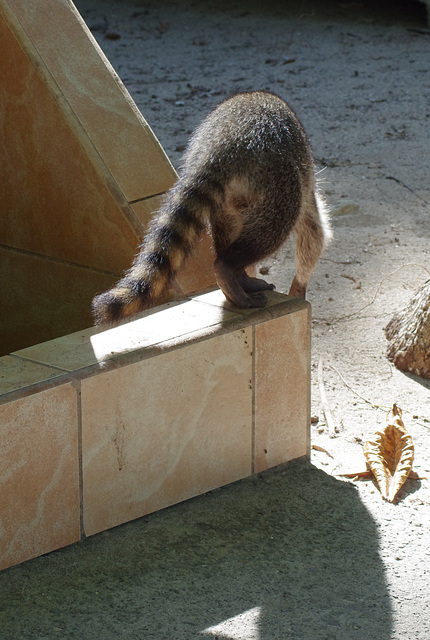 White-nosed Coati