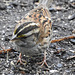 White-throated Sparrow