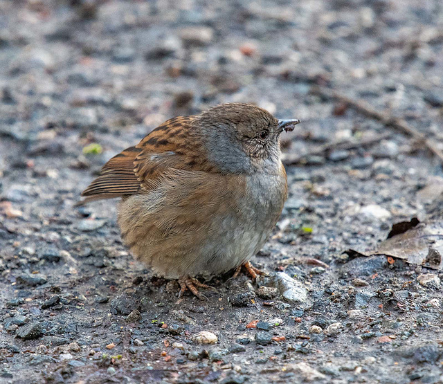 Dunnock