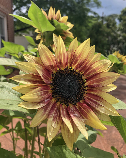 Sunflower in the yard