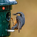 Nuthatch