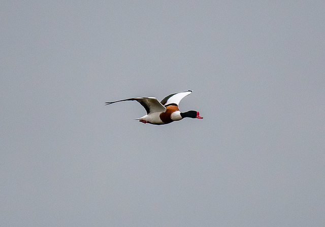 Shelduck