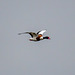 Shelduck