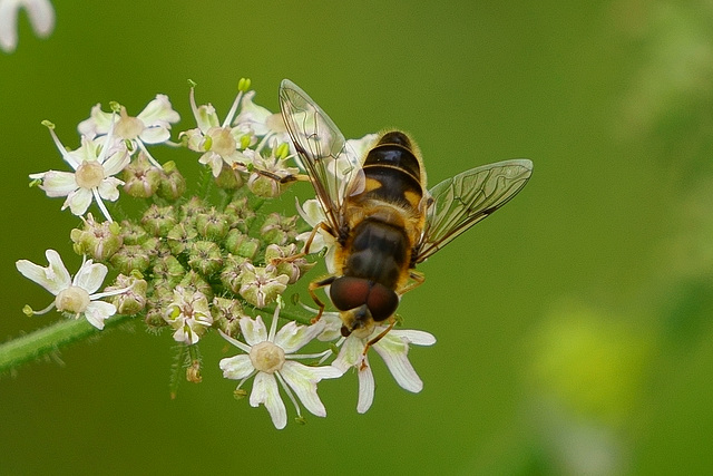Schwebfliege auf Giersch
