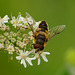 Schwebfliege auf Giersch