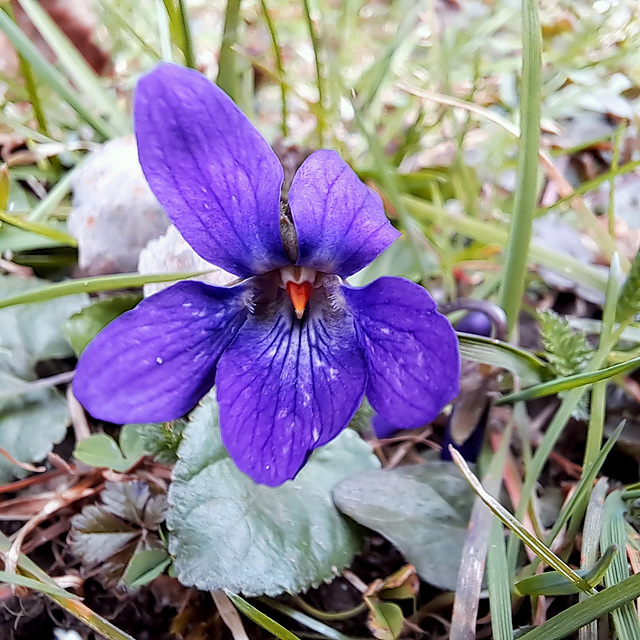 Veilchen (Viola)