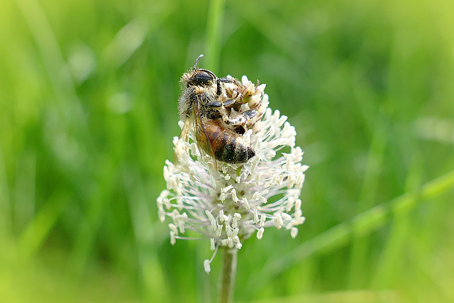 Ein Bad im Pollen