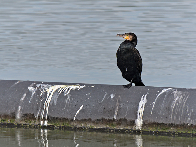 Kormoran(?)