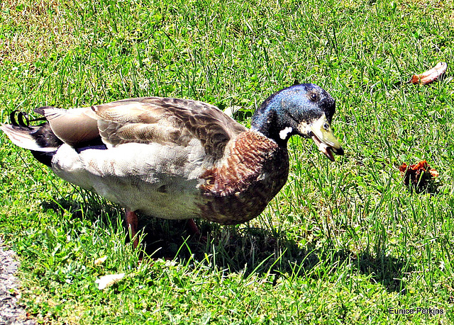 Duck.