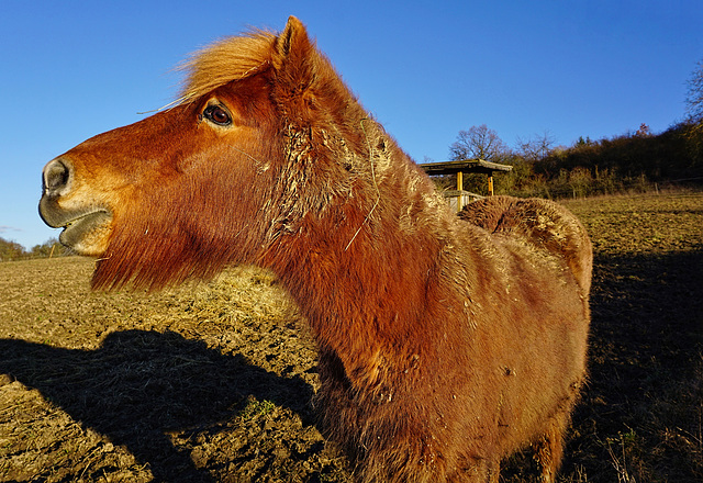 Freiland-Pony  -  Free-range Pony