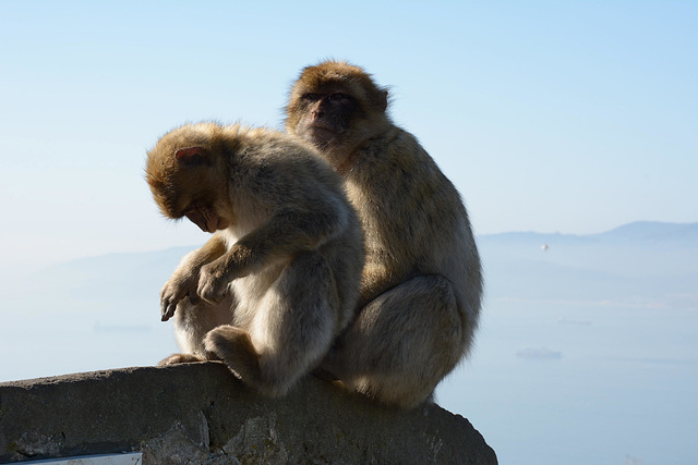 The Barbary macaques of Gibraltar, monkeying about!