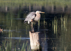 Great Blue Heron