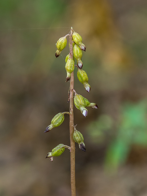 Corallorhiza odontorhiza (Autumn Coral Root orchid)