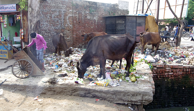 Cows scavenging