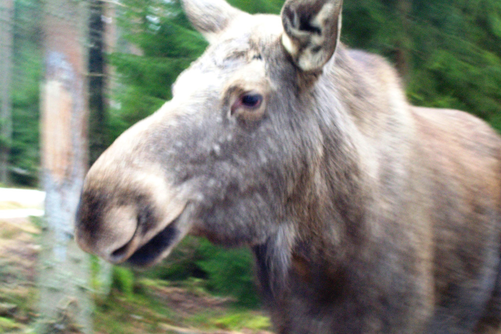 SE - Meeting a Moose