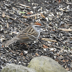 Chipping Sparrow