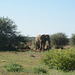 Namibia, Elephant Came to a Watering Hole