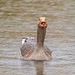 Greylag goose