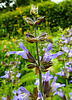 20210609 0655CPw [D~LIP] Blume, UWZ, Bad Salzuflen