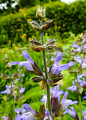 20210609 0655CPw [D~LIP] Blume, UWZ, Bad Salzuflen