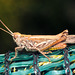 EF7A4569 Grasshopperv2