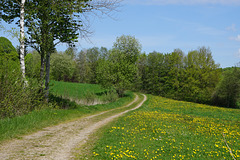 Wanderweg unterm Krücker III