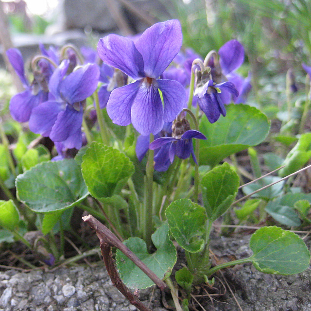 Veilchen (Viola)