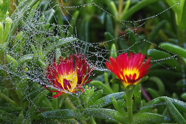 Fleur et son collier de perles.