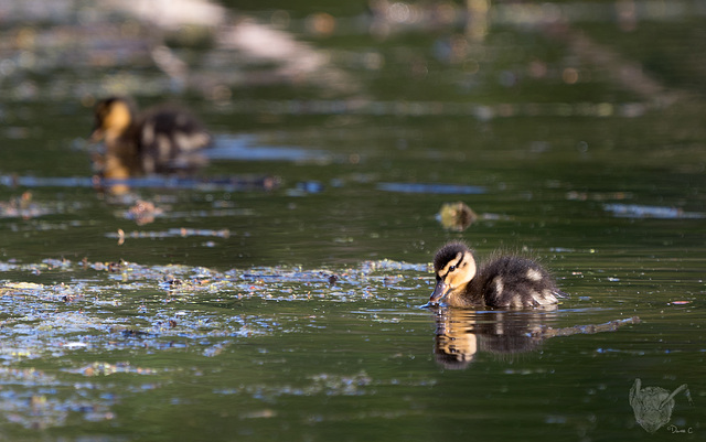 Duckling 2