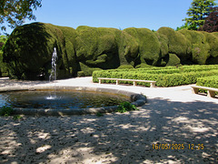 Yew Hedge