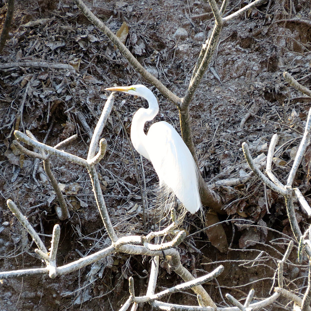 Great egret