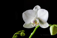 White orchid