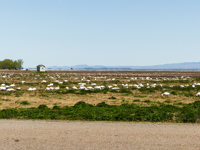 Day 12, Cap Tourmente during bird migration