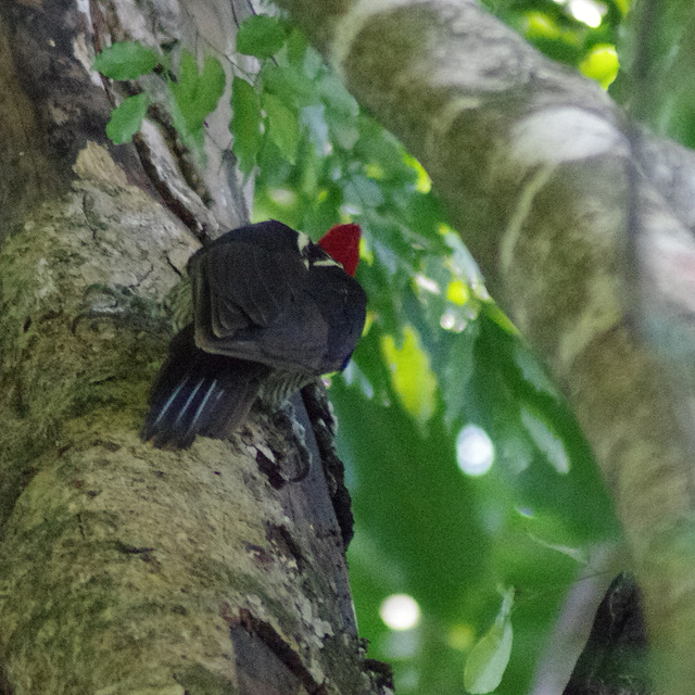 Pale-billed Woodpecker