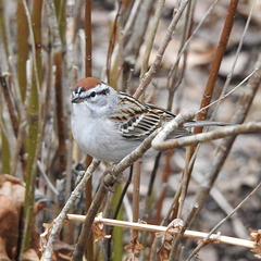 Chipping Sparrow