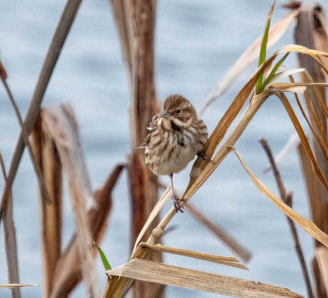 Reed bunting