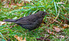 Blackbird
