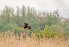 Marsh harrier