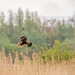 Marsh harrier