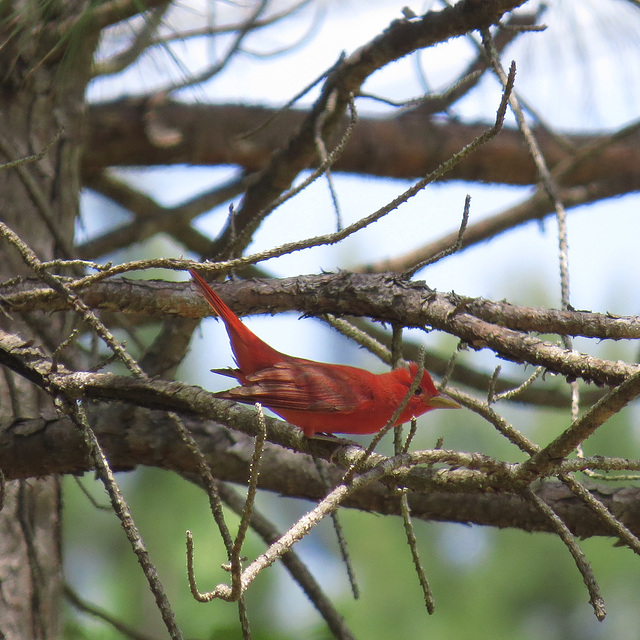 Summer tanager - Piranga rubra