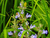20210609 0656CPw [D~LIP] Blume, UWZ, Bad Salzuflen
